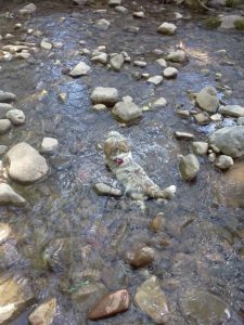 Furry Friends love the Lower Animas, too!