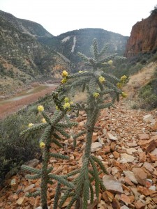 Cacti in the Salt River Canyon Cacti in the Salt River Canyon
