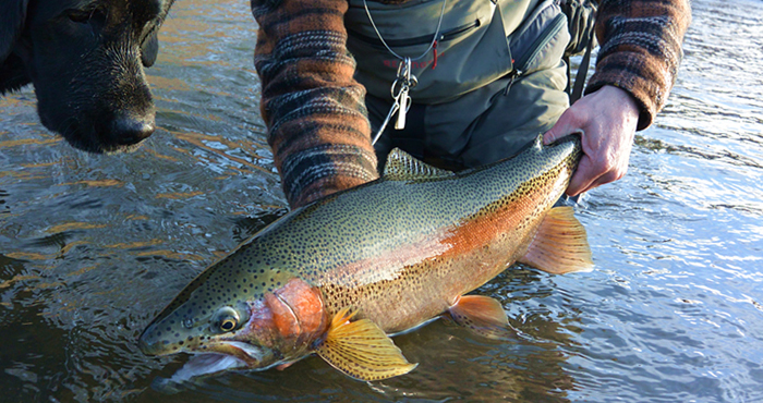 Animas Valley Anglers
