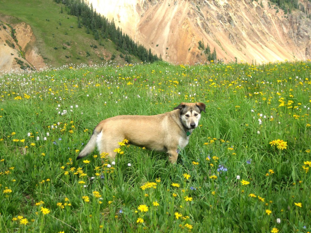 Photo Credit: DURANGO AREA TOURISM OFFICE (Durango.org) Durango
