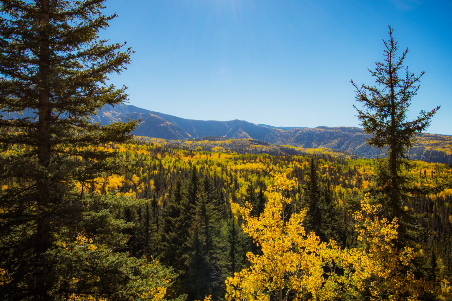 Fall Aspen Trees - San Juan Skyway - Mild to Wild