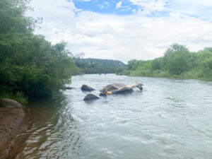 down river view of highschool walking bridge 